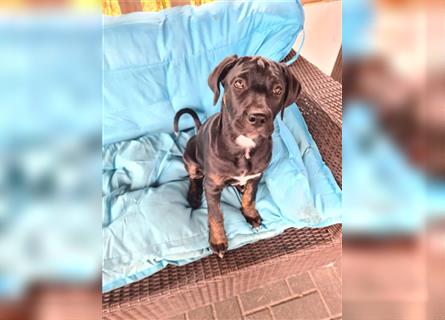 Cane Corso Mischlingswelpen suchen ein zu Hause