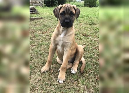 Cane Corso Mischlingswelpen suchen ein zu Hause