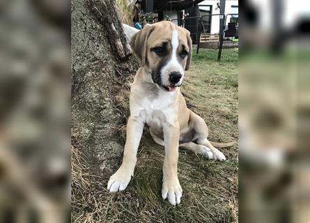 Cane Corso Mischlingswelpen suchen ein zu Hause