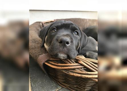 Cane Corso Mischlingswelpen suchen ein zu Hause