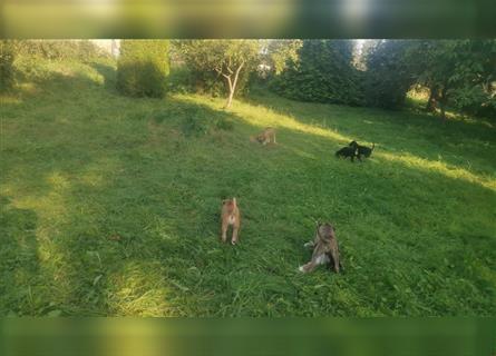 Cane Corso Mischlingswelpen suchen ein zu Hause