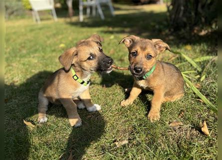 KIWI- zuckersüßer Corgi- Mischlingsjunge sucht sein Zuhause