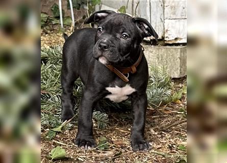 American Bully Welpen- Abgabebereit