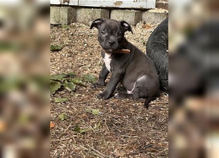 American Bully Welpen- Abgabebereit