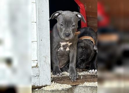 American Bully Welpen- Abgabebereit