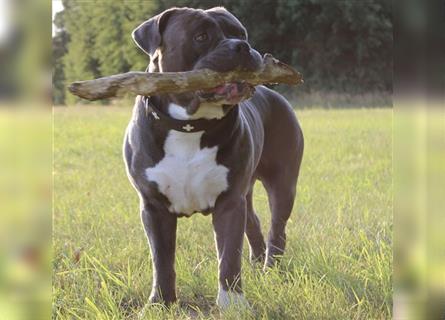 American Bully Welpen- Abgabebereit