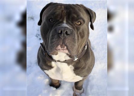 American Bully Welpen- Abgabebereit