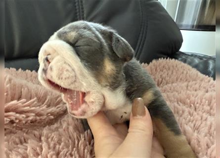 Englische Bulldogge