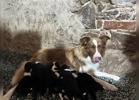 Border Collie Welpen