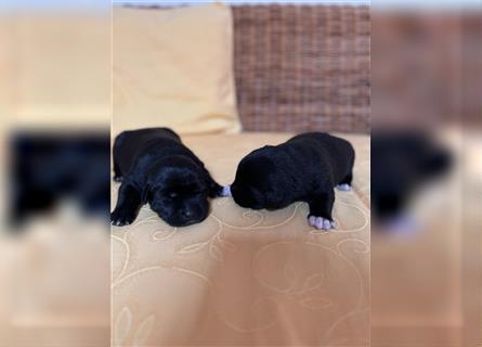 Unsere Labrakita Welpen sind da!