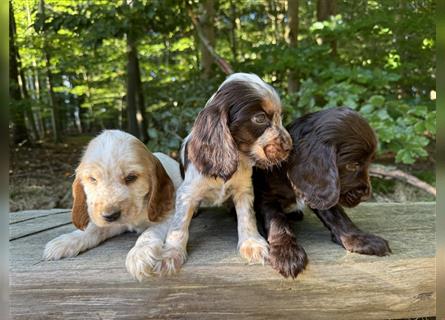 Engl. Cockerspaniel Welpen