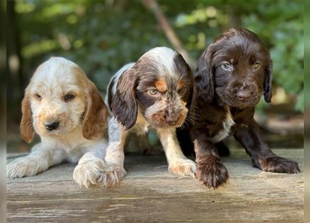 Engl. Cockerspaniel Welpen