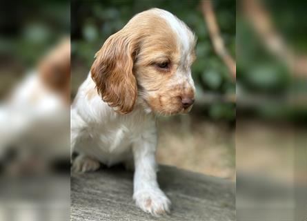 Engl. Cockerspaniel Welpen