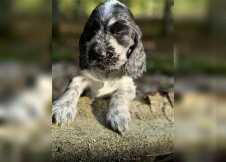 Engl. Cockerspaniel Welpen