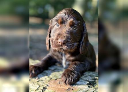 Engl. Cockerspaniel Welpen