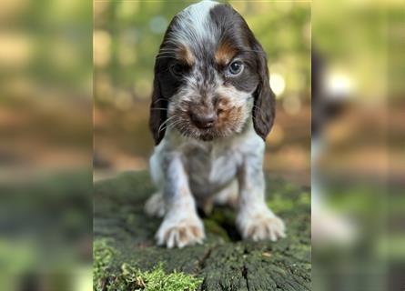 Engl. Cockerspaniel Welpen