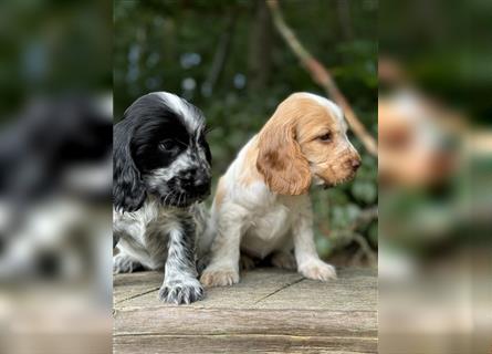 Engl. Cockerspaniel Welpen