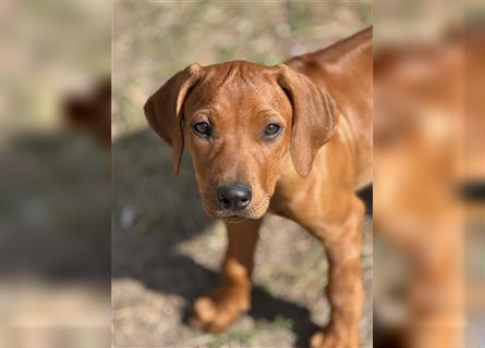 1 Rhodesian Ridgeback Hündin Welpe kinderlieb abgabebereit