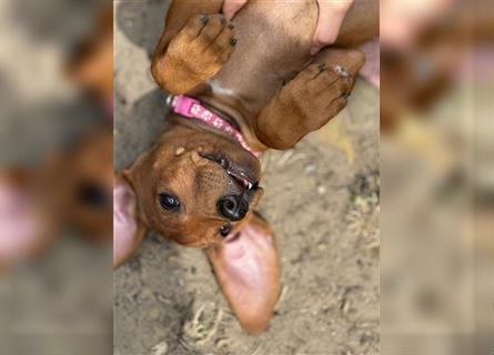 1 Rhodesian Ridgeback Hündin Welpe kinderlieb abgabebereit