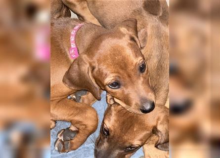 1 Rhodesian Ridgeback Hündin Welpe kinderlieb abgabebereit