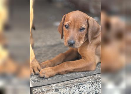 1 Rhodesian Ridgeback Hündin Welpe kinderlieb abgabebereit