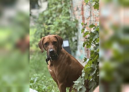 1 Rhodesian Ridgeback Hündin Welpe kinderlieb abgabebereit