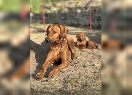 1 Rhodesian Ridgeback Hündin Welpe kinderlieb abgabebereit