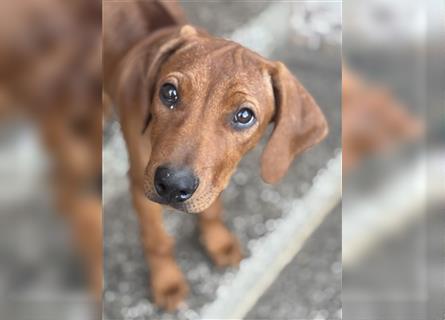 1 Rhodesian Ridgeback Hündin Welpe kinderlieb abgabebereit