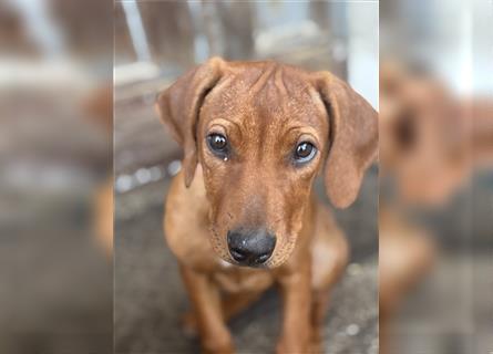 1 Rhodesian Ridgeback Hündin Welpe kinderlieb abgabebereit