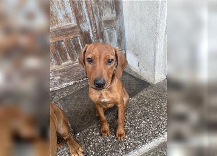 1 Rhodesian Ridgeback Hündin Welpe kinderlieb abgabebereit