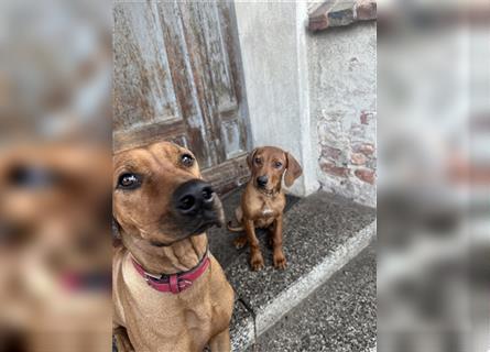 1 Rhodesian Ridgeback Hündin Welpe kinderlieb abgabebereit