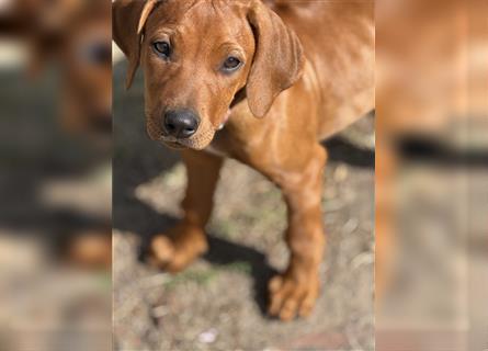 1 Rhodesian Ridgeback Hündin Welpe kinderlieb abgabebereit