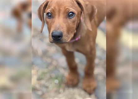 1 Rhodesian Ridgeback Hündin Welpe kinderlieb abgabebereit