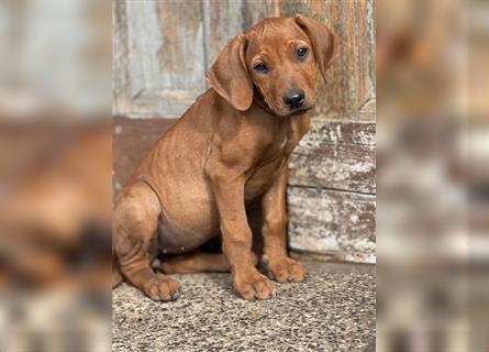 1 Rhodesian Ridgeback Hündin Welpe kinderlieb abgabebereit