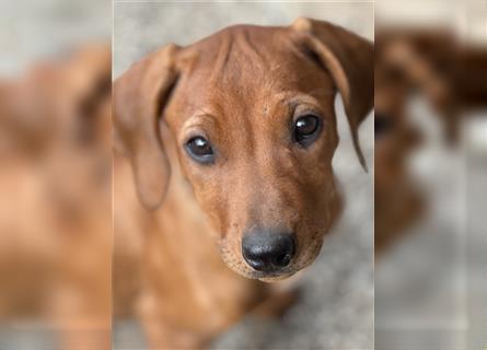 1 Rhodesian Ridgeback Hündin Welpe kinderlieb abgabebereit