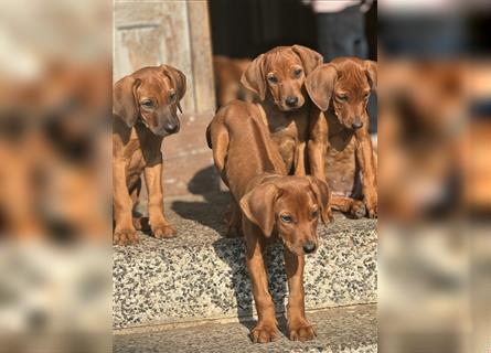 1 Rhodesian Ridgeback Hündin Welpe kinderlieb abgabebereit