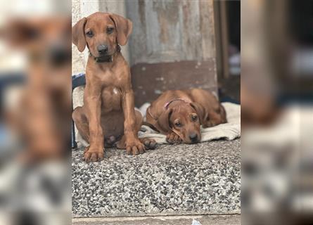 1 Rhodesian Ridgeback Hündin Welpe kinderlieb abgabebereit