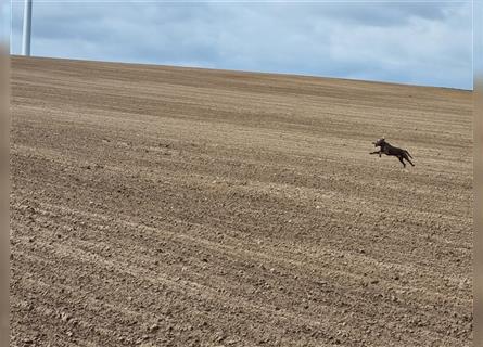 Weimaranermischling