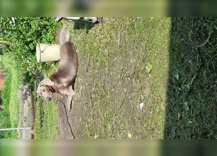 Weimaranermischling