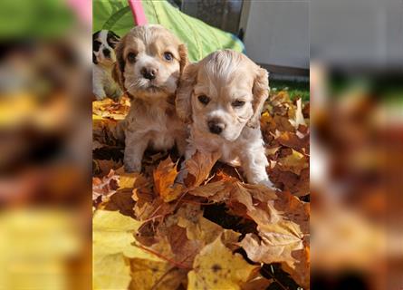 Süße American Cocker Welpen suchen noch eine tolle Familie!