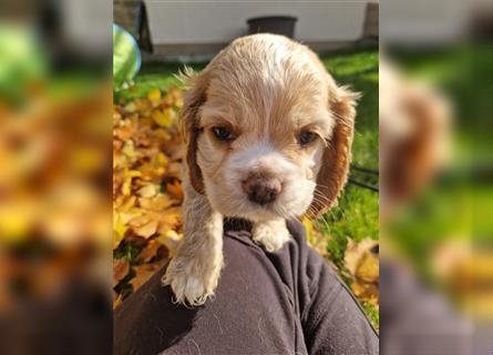 Süße American Cocker Welpen suchen noch eine tolle Familie!