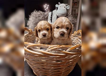 Süße American Cocker Welpen suchen noch eine tolle Familie!