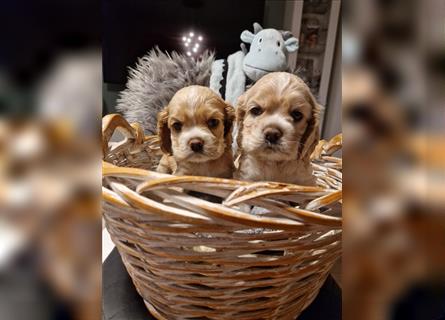 Süße American Cocker Welpen suchen noch eine tolle Familie!