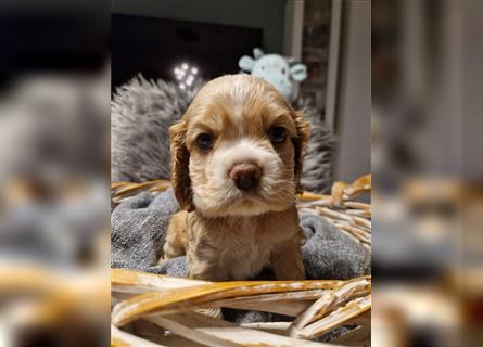 Süße American Cocker Welpen suchen noch eine tolle Familie!