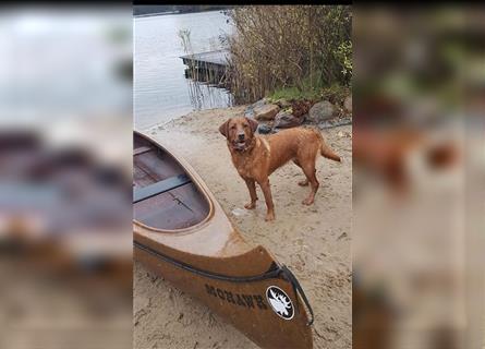 WURFANKÜNDIGUNG Labrador Foxred mit Ahnentafel