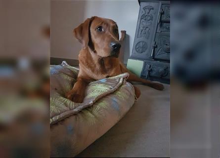 WURFANKÜNDIGUNG Labrador Foxred mit Ahnentafel