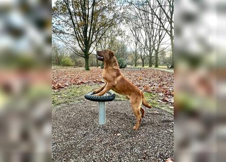 WURFANKÜNDIGUNG Labrador Foxred mit Ahnentafel