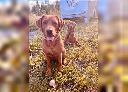 WURFANKÜNDIGUNG Labrador Foxred mit Ahnentafel