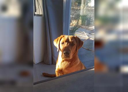 WURFANKÜNDIGUNG Labrador Foxred mit Ahnentafel