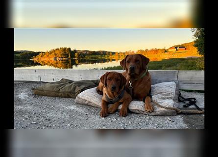 WURFANKÜNDIGUNG Labrador Foxred mit Ahnentafel